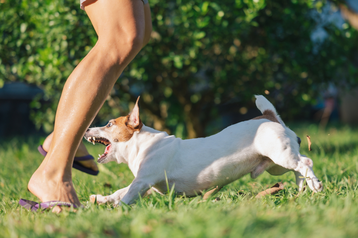 When Your Dog Bites a Houseguest: What Your Homeowners Policy May Not Cover