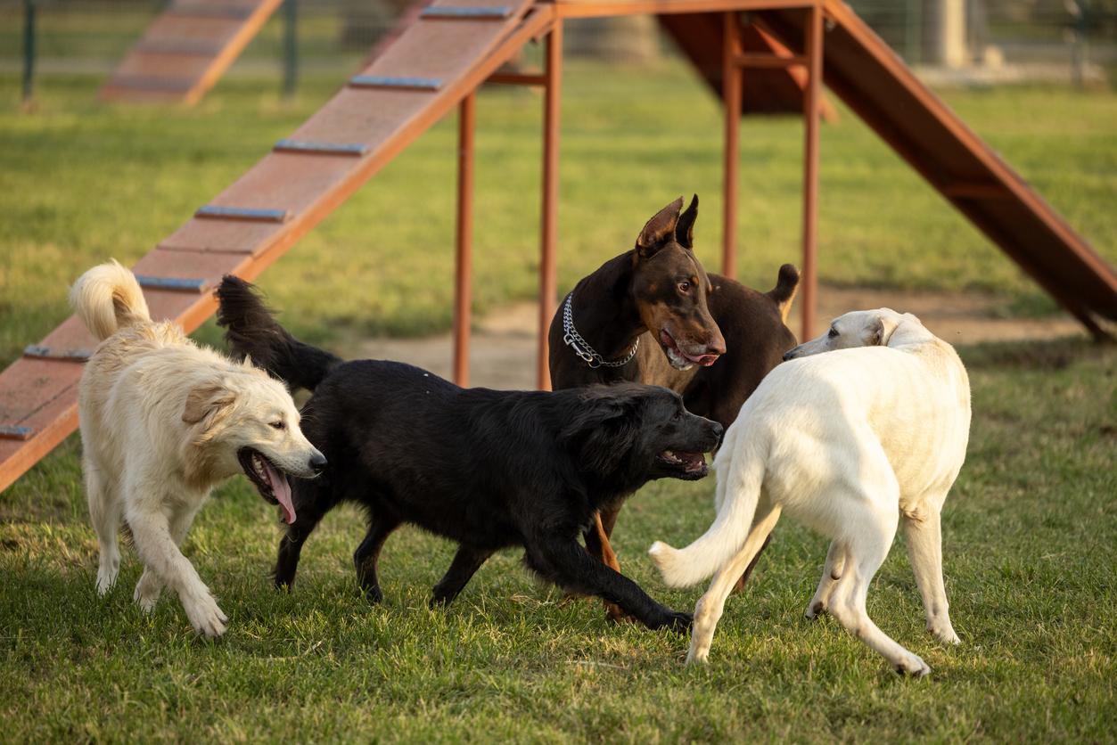 Does Canine Liability Insurance Cover a Dog Fight at the Dog Park?