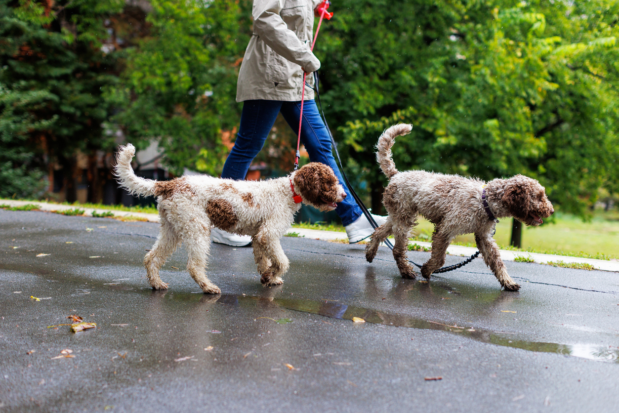 Insuring More Than One Dog: How Coverage Works for Multi-Dog Households