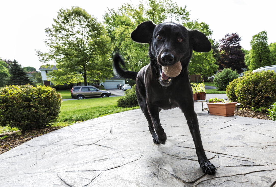 Dog Bite Insurance vs. Adding Your Dog to a Homeowners Policy
